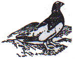 Willow Ptarmigan