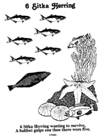 6 Sitka Herring