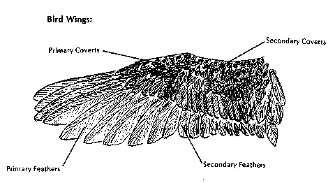 Bird Wings