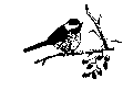 Black-capped Chickadee