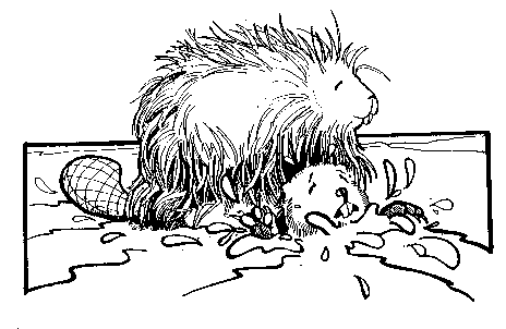 porcupine and beaver