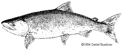 Dog Salmon