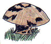 bolete