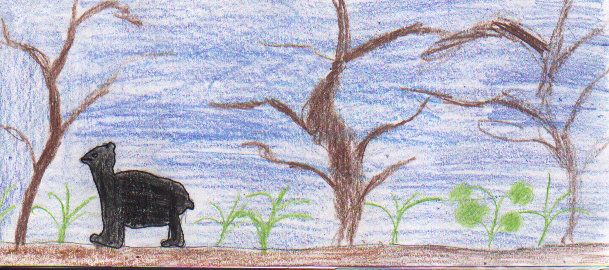 The Asian Black Bear 