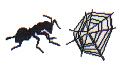 ant and web