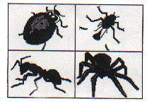 Yvonne's Famous bee Story 