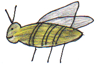 Yvonne's Famous bee Story 