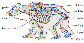 The Body of a Grizzly Bear 