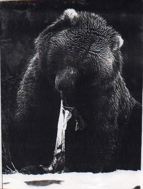 The Body of a Grizzly Bear 