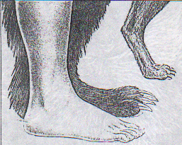 The Body of a Grizzly Bear 