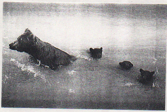 The Body of a Grizzly Bear 