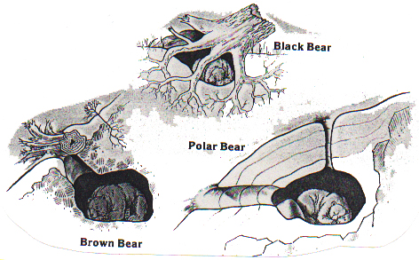 Hibernation and Denning Of Grizzly Bears 
