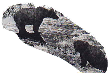 The Bear That Was Swimming Across