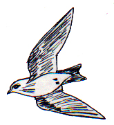 SNIPERS AND SWALLOWS 