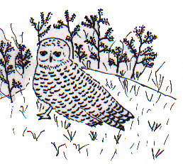 The Owl and the Rabbit 