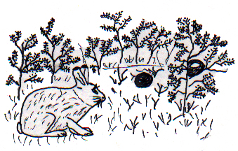 The Owl and the Rabbit 