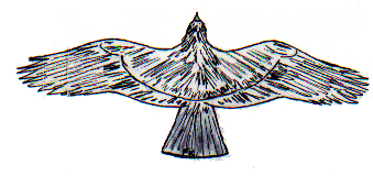 "The Red-tailed Hawk" 