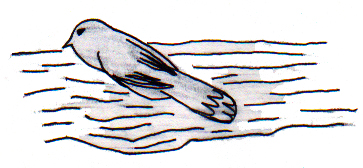 The Hungry Chickadee 