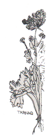TARNAQ