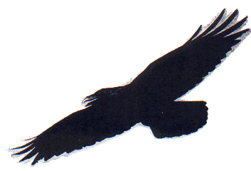 Common Raven 