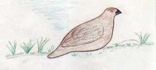 "HOW THE PTARMTIGAN GOT HER RED EYEBROWS"