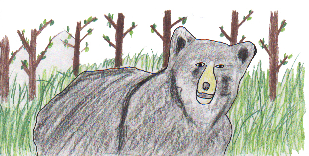 The First time I saw a Black Bear 