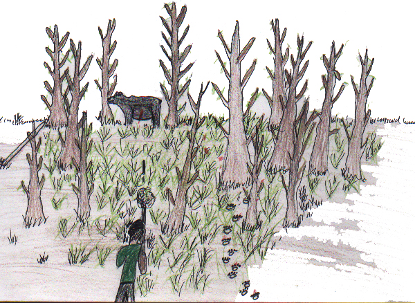 Tracking a Black Bear 