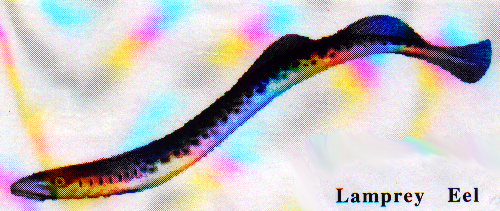 A Bad Year For Eeling