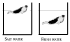 A seal has a greater specific gravity than fresh water, so it sinks.