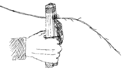 Spruce & Other Roots