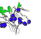 Berries