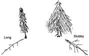 Spruce & Other Roots